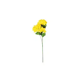 Květiny Chryzantéma plnokvětá, 3 květy, v. 58 cm