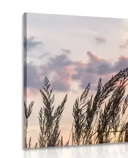 Obrazy přírody a krajiny Obraz stébla polní trávy