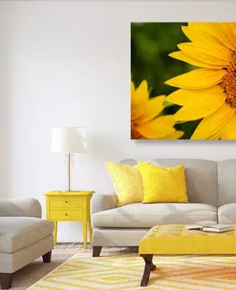 Obrazy květů Obraz žlutá slunečnice