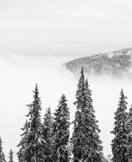 Samolepící tapety Samolepící fototapeta zasněžené černobílé borové stromy