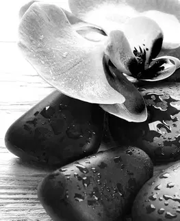 Černobílé obrazy Obraz kouzelná souhra kamenů a orchideje v černobílém provedení
