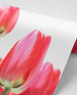 Tapety květiny Fototapeta červené polní tulipány