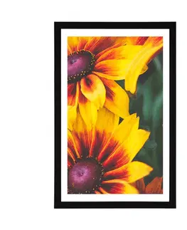 Květiny Plakát s paspartou atraktivní dvoubarevné květiny