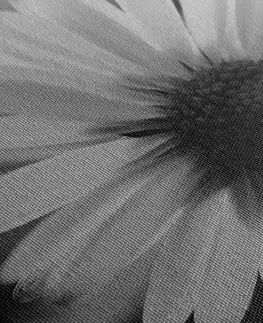 Černobílé obrazy Obraz nádherná sedmikráska v černobílém provedení