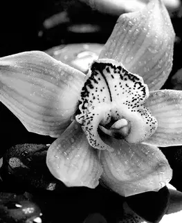 Samolepící tapety Samolepící fototapeta černobílá exotická orchidej