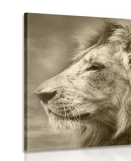 Černobílé obrazy Obraz africký lev v sépiovém provedení