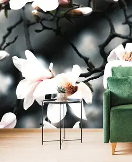 Samolepící tapety Samolepící fototapeta probouzející se magnolie