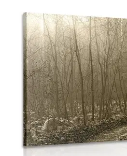 Obrazy přírody a krajiny Obraz sépiová cestička do lesa