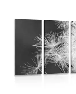 Černobílé obrazy 5-dílný obraz semínka pampelišky v černobílém provedení