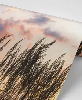 Tapety příroda Fototapeta tráva při zapadajícím slunci
