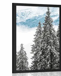 Příroda Plakát zasněžené borové stromy