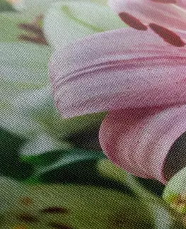Obrazy květů Obraz rozkvetlé lilie v zahradě