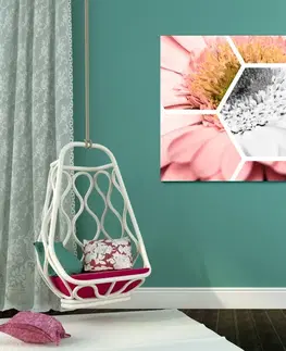 Obrazy květů Obraz gerbera v šestiúhelníku