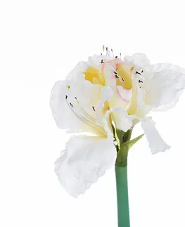Umělé květiny Květina um. Amaryllis White 75cm