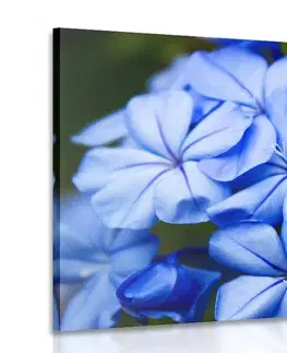Obrazy květů Obraz divoké modré květy