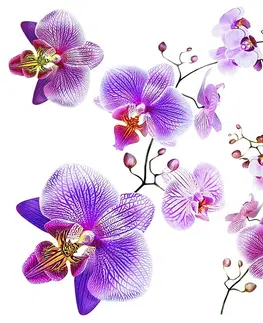 Samolepky na zeď Samolepicí dekorace Orchids, 30 x 30 cm