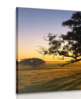 Obrazy přírody a krajiny Obraz osamělý strom při západu slunce