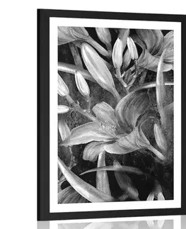Černobílé Plakát s paspartou rozkvět lilie v černobílém provedení
