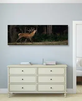 Obrazy zvířat Obraz majestátní jelen