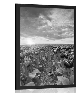 Černobílé Plakát východ slunce nad loukou s tulipány v černobílém provedení