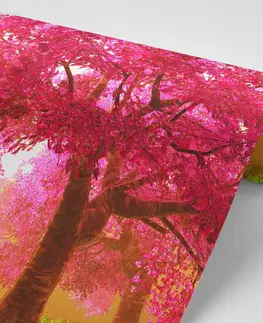 Samolepící tapety Samolepící fototapeta rozkvetlé stromy třešně