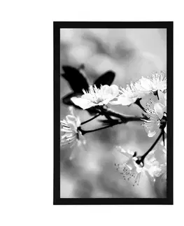 Černobílé Plakát třešňový květ v černobílém provedení