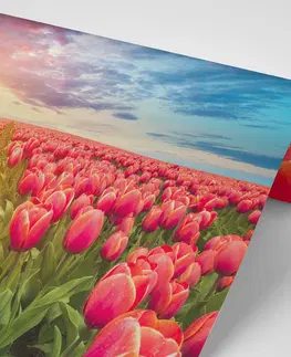Samolepící tapety Samolepící tapeta východ slunce nad loukou s tulipány