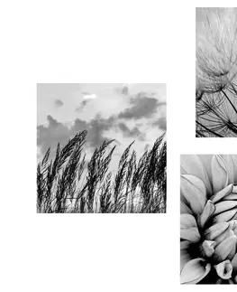 Sestavy obrazů Set obrazů černobílá louka s květinami
