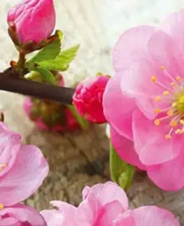 Tapety Samolepící fototapeta do kuchyně japonská sakura