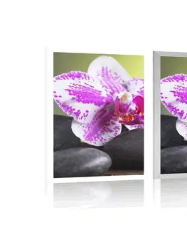 Feng Shui Plakát orchidej a černé kameny