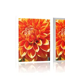 Květiny Plakát oranžová dália