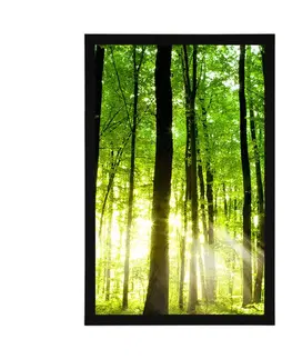 Příroda Plakát svěží zelený les