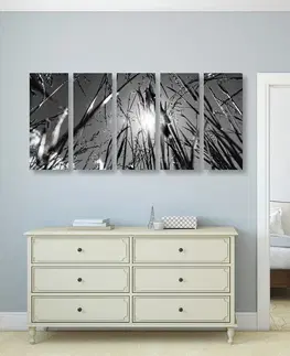 Černobílé obrazy 5-dílný obraz polní tráva v černobílém provedení