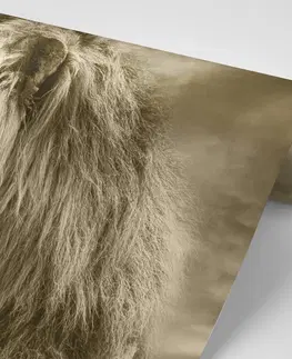 Samolepící tapety Samolepící tapeta africký lev v sépiovém provedení