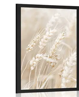Botanické Plakát stébla pšenice