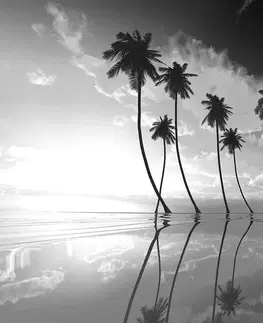Černobílé tapety Tapeta černobílé tropické palmy