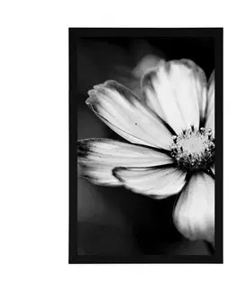 Černobílé Plakát zahradní květ krasulky v černobílém provedení