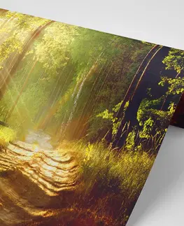 Samolepící tapety Samolepící fototapeta sluneční paprsky v lese