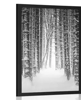 Černobílé Plakát les zahalený sněhem v černobílém provedení