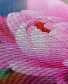 Obrazy květů Obraz nádherný růžový květ na jezeře