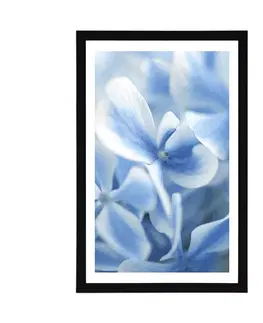 Květiny Plakát s paspartou modro-bílé květy hortenzie