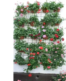 Květináče a truhlíky Plastia květináč samozavlažovací Siesta - na zeď 29 cm antracit