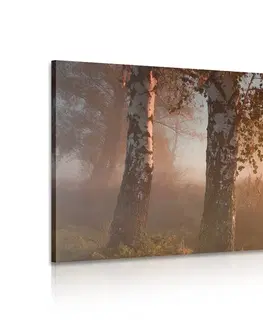 Obrazy přírody a krajiny Obraz mlhavý podzimní les