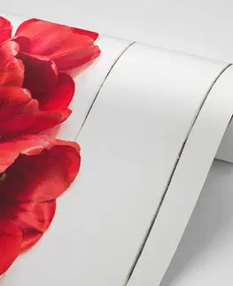 Samolepící tapety Samolepící fototapeta rozkvetlé červené tulipány