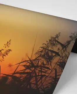 Samolepící tapety Samolepící fototapeta stébla trávy při západu slunce