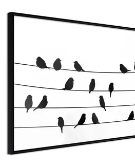 Zvířata Plakát ptáci na drátě - Birds Council Meeting