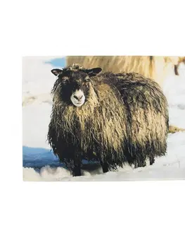 Rohožky Rohožka ke dveřím Islandská ovce - 75*50*1cm Mars & More RARMSNIJS