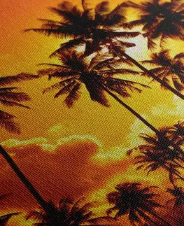 Obrazy přírody a krajiny Obraz kokosové palmy na pláži