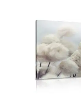 Obrazy květů Obraz arktické květiny bavlny