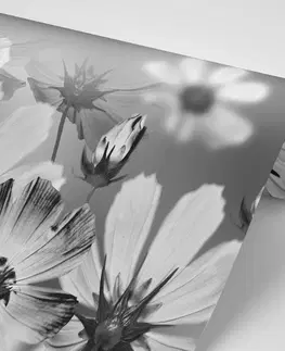 Černobílé tapety Tapeta květiny v černobílém provedení
